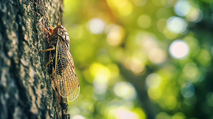JPG 나무 편집이미지 자연 사람없음 여름 풀잎 매미 카피스페이스 편집실사 AI포토 AI콘텐츠 식물 계절 곤충 잎 공백 풀_식물 CG 생태계 파일형식