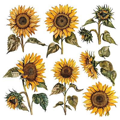 잎 일러스트 해바라기 사람없음 세트 노란색 국내일러스트 AI파일 식물 꽃 컬러 파일형식 벡터