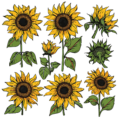 잎 일러스트 해바라기 사람없음 세트 노란색 국내일러스트 AI파일 식물 꽃 컬러 파일형식 벡터