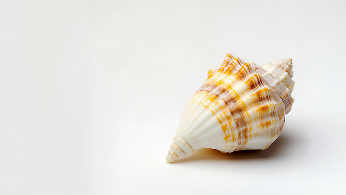 JPG 편집이미지 사람없음 껍질 소라 카피스페이스 편집실사 AI포토 AI콘텐츠 어패류 공백 CG 파일형식