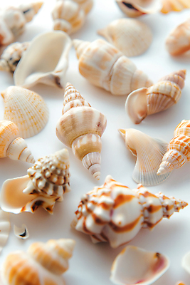 JPG 편집이미지 사람없음 껍질 소라 편집실사 AI포토 AI콘텐츠 어패류 CG 파일형식