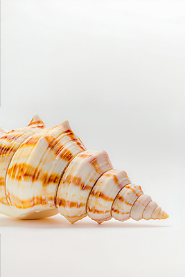 JPG 편집이미지 사람없음 껍질 소라 카피스페이스 편집실사 AI포토 AI콘텐츠 어패류 공백 CG 파일형식