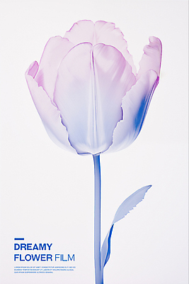 PSD 편집이미지 꽃잎 포스터 분홍색 타이포그라피 사람없음 튤립 투명 우아함 필름 아날로그 이미지편집 문자 꽃 컬러 컨셉 파일형식