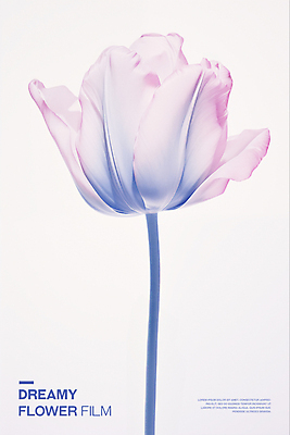 PSD 편집이미지 꽃잎 포스터 분홍색 타이포그라피 사람없음 튤립 투명 우아함 필름 아날로그 이미지편집 문자 꽃 컬러 컨셉 파일형식