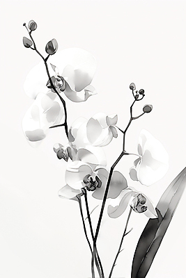 JPG 잎 일러스트 붓터치 수묵화 사람없음 검은색 난초 분위기 동양화 매화 번짐 국내일러스트 AI일러스트 AI콘텐츠 식물 꽃 컬러 컨셉 미술 파일형식 효과