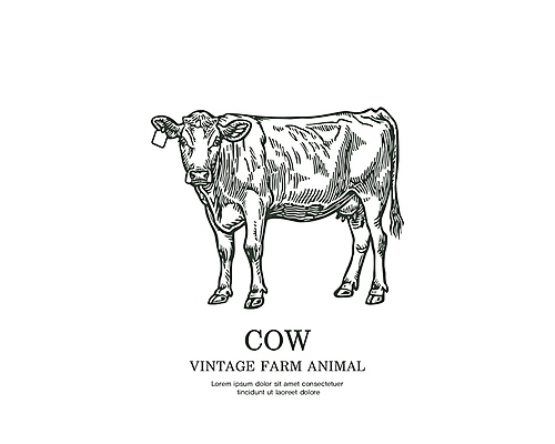 라인일러스트 일러스트 타이포그라피 사람없음 라벨 가축 빈티지 심볼 황소 국내일러스트 AI파일 동물 문자 컨셉 프레임 소 파일형식 벡터