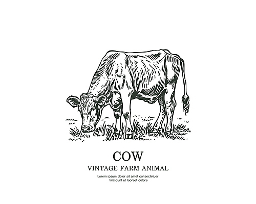 라인일러스트 일러스트 타이포그라피 사람없음 라벨 가축 빈티지 풀 심볼 황소 국내일러스트 AI파일 식물 동물 문자 컨셉 프레임 소 파일형식 벡터