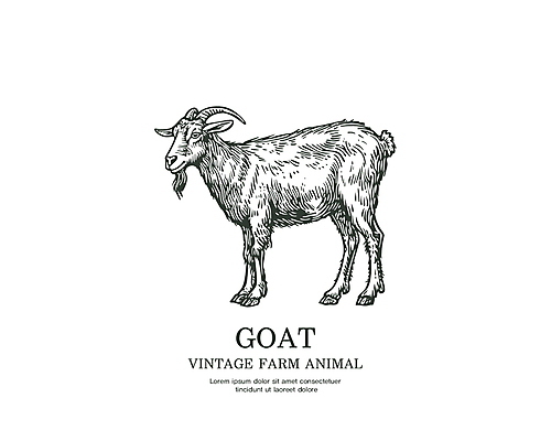 라인일러스트 일러스트 타이포그라피 사람없음 라벨 가축 빈티지 심볼 흑염소 국내일러스트 AI파일 동물 문자 컨셉 염소 프레임 파일형식 벡터