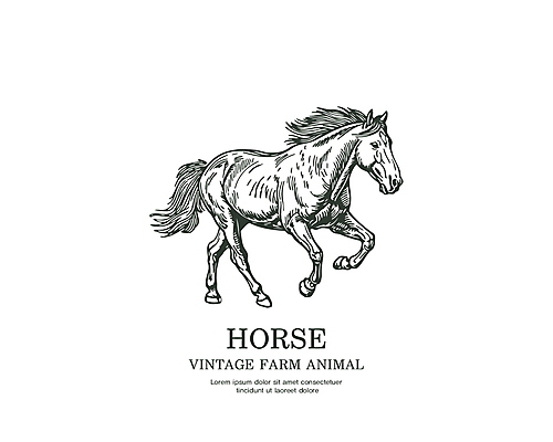 라인일러스트 일러스트 타이포그라피 사람없음 라벨 가축 말_동물 빈티지 심볼 국내일러스트 AI파일 동물 문자 컨셉 포유류 프레임 파일형식 벡터