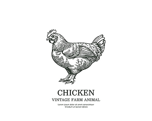 라인일러스트 일러스트 타이포그라피 사람없음 라벨 가축 닭 빈티지 심볼 국내일러스트 AI파일 동물 문자 컨셉 조류 프레임 파일형식 벡터