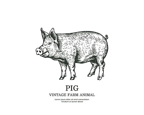 라인일러스트 일러스트 타이포그라피 사람없음 라벨 가축 빈티지 돼지 심볼 국내일러스트 AI파일 동물 문자 컨셉 포유류 프레임 파일형식 벡터