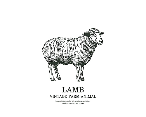 라인일러스트 일러스트 타이포그라피 사람없음 라벨 가축 양 빈티지 심볼 국내일러스트 AI파일 동물 문자 컨셉 포유류 프레임 파일형식 벡터