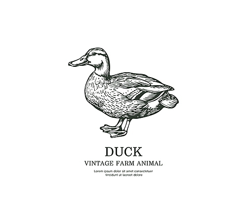 라인일러스트 일러스트 오리 타이포그라피 사람없음 라벨 가축 빈티지 심볼 국내일러스트 AI파일 동물 문자 컨셉 조류 프레임 파일형식 벡터