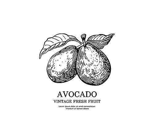 일러스트 사람없음 검은색 빈티지 스케치 심볼 판화 아보카도 국내일러스트 AI파일 컬러 컨셉 과일 미술 파일형식 벡터