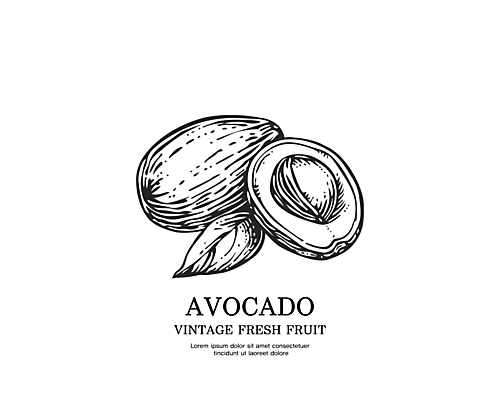 일러스트 사람없음 검은색 빈티지 스케치 심볼 판화 아보카도 국내일러스트 AI파일 컬러 컨셉 과일 미술 파일형식 벡터