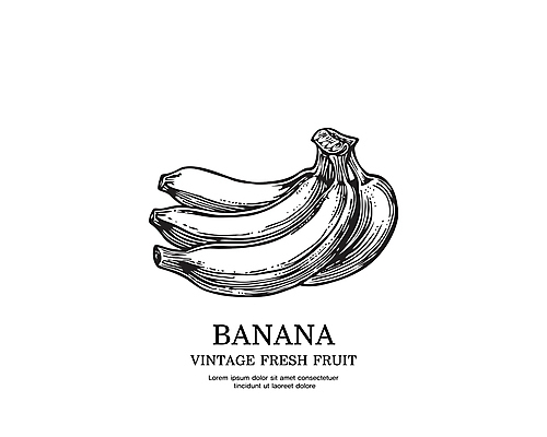 일러스트 바나나 사람없음 검은색 빈티지 스케치 심볼 판화 국내일러스트 AI파일 컬러 컨셉 과일 미술 파일형식 벡터