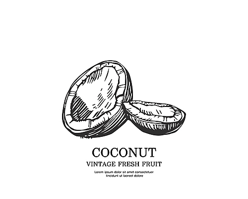 일러스트 사람없음 검은색 빈티지 스케치 심볼 코코넛 판화 국내일러스트 AI파일 컬러 컨셉 과일 미술 파일형식 벡터