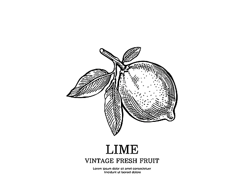 일러스트 사람없음 검은색 빈티지 스케치 심볼 라임 판화 국내일러스트 AI파일 컬러 컨셉 과일 미술 파일형식 벡터