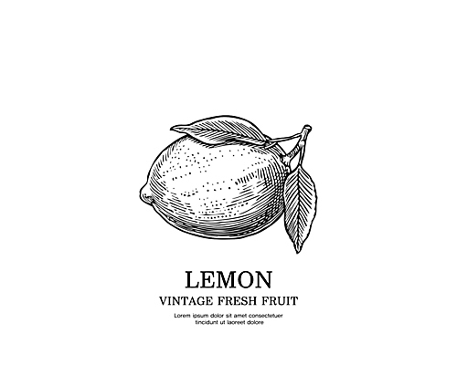 일러스트 사람없음 검은색 빈티지 스케치 레몬 심볼 판화 국내일러스트 AI파일 컬러 컨셉 과일 미술 파일형식 벡터