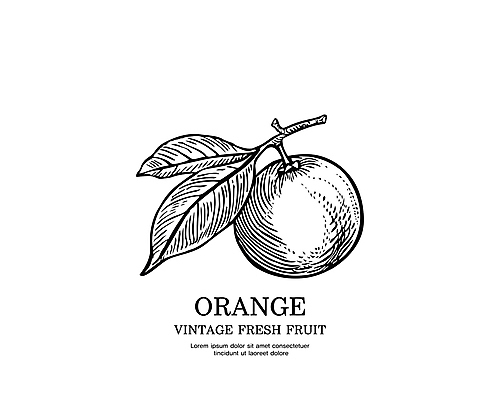 오렌지 일러스트 사람없음 검은색 빈티지 스케치 심볼 판화 국내일러스트 AI파일 컬러 컨셉 과일 미술 파일형식 벡터