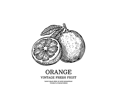 오렌지 일러스트 사람없음 검은색 빈티지 스케치 심볼 판화 국내일러스트 AI파일 컬러 컨셉 과일 미술 파일형식 벡터