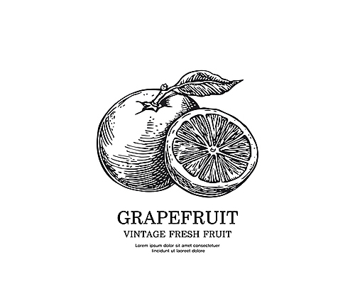 일러스트 사람없음 검은색 빈티지 스케치 자몽 심볼 판화 국내일러스트 AI파일 컬러 컨셉 과일 미술 파일형식 벡터