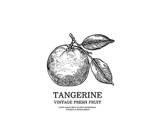 일러스트 귤 사람없음 검은색 빈티지 스케치 심볼 판화 국내일러스트 AI파일 컬러 컨셉 과일 미술 파일형식 벡터