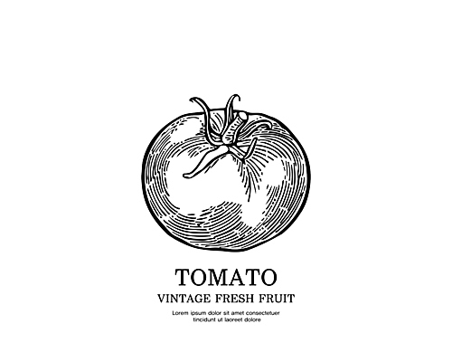 일러스트 방울토마토 사람없음 검은색 빈티지 스케치 심볼 판화 국내일러스트 AI파일 컬러 컨셉 토마토 미술 파일형식 벡터