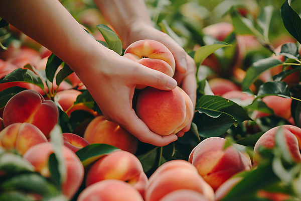 JPG 편집이미지 손 여자 잎 한명 성인 신체부위 여름 농장 수확 신선 잡기 체험 과수원 디지털합성 복숭아 성인여자한명만 편집실사 AI인물포토 AI콘텐츠 식물 1 계절 컨셉 농업 과일 모션 사람 CG 여자한명만 성인여자만 파일형식 AI포토