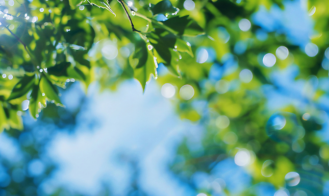 JPG 편집이미지 자연 하늘 기술 사람없음 환경 풀잎 그린에너지 디지털합성 친환경 보케 자원 개발 바이오 카피스페이스 편집실사 AI포토 AI콘텐츠 잎 공백 에너지 풀_식물 CG 생태계 파일형식