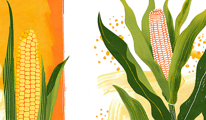 JPG 일러스트 옥수수 사람없음 노란색 분위기 국내일러스트 AI일러스트 AI콘텐츠 컬러 컨셉 곡류 파일형식
