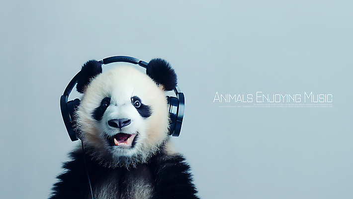PSD 편집이미지 음악 사람없음 헤드폰 음악감상 듣기 회색 판다 즐거움 카피스페이스 이미지편집 감정 컬러 음향기기 곰 모션 문화예술 공백 감상 파일형식