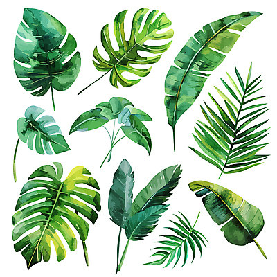 일러스트 나뭇잎 사람없음 세트 혼합 몬스테라 트로피컬아트 국내일러스트 AI파일 식물 잎 그림 파일형식 벡터