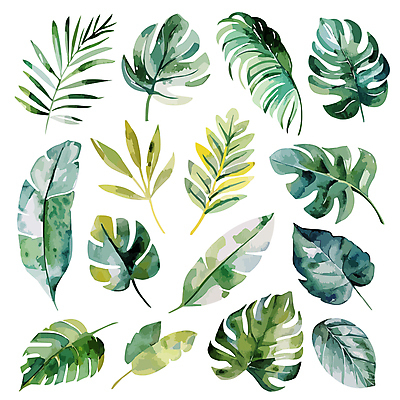 일러스트 나뭇잎 사람없음 세트 혼합 몬스테라 트로피컬아트 국내일러스트 AI파일 식물 잎 그림 파일형식 벡터
