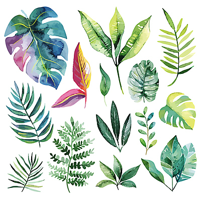 일러스트 나뭇잎 사람없음 세트 혼합 몬스테라 트로피컬아트 국내일러스트 AI파일 식물 잎 그림 파일형식 벡터