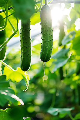 JPG 편집이미지 잎 식재료 오이 사람없음 초록색 여름 햇빛 신선 디지털합성 오이밭 편집실사 AI포토 AI콘텐츠 식물 계절 컬러 밭 채소 태양 CG 파일형식
