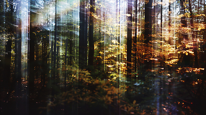 JPG 나무 편집이미지 백그라운드 사람없음 여름풍경 커버 풀잎 분위기 숲속 앨범 디지털합성 감성 플레이리스트 편집실사 AI포토 AI콘텐츠 식물 음악 컨셉 잎 풍경 풀_식물 숲 CG 파일형식 여름_계절