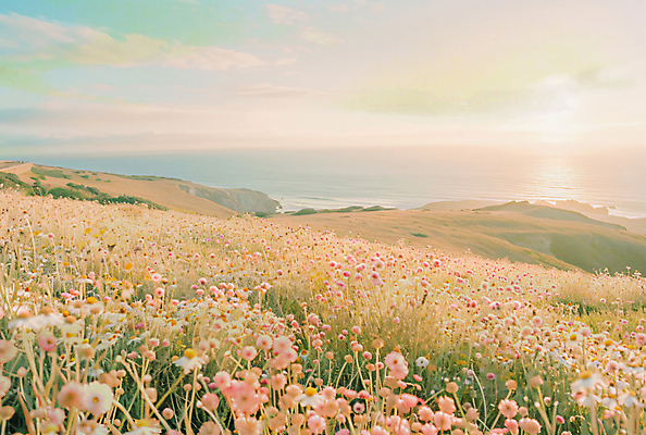 JPG 편집이미지 바다 백그라운드 꽃밭 하늘 사람없음 햇빛 노을 여름풍경 커버 분위기 앨범 언덕 디지털합성 감성 플레이리스트 편집실사 AI포토 AI콘텐츠 자연요소 꽃 음악 컨셉 풍경 태양 CG 파일형식 여름_계절