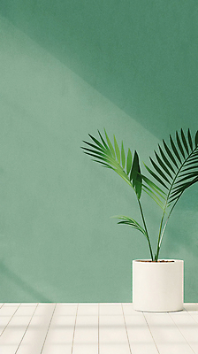 JPG 편집이미지 화분 벽 잎 실내 그림자 사람없음 초록색 인테리어 원예 카피스페이스 공기정화식물 미니멀 편집실사 AI포토 AI콘텐츠 식물 디자인 컬러 취미 내부 공백 CG 파일형식