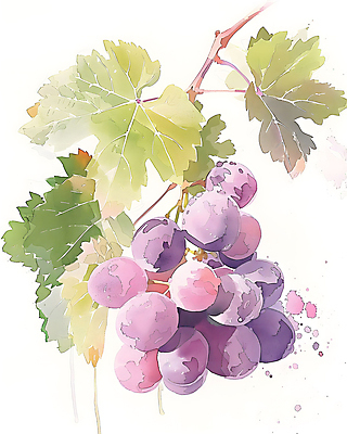 JPG 일러스트 포도 수채화 사람없음 보라색 포도나무 포도잎 국내일러스트 AI일러스트 AI콘텐츠 컬러 잎 과일 과일나무 파일형식