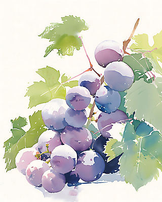 JPG 일러스트 포도 수채화 사람없음 보라색 포도나무 포도잎 국내일러스트 AI일러스트 AI콘텐츠 컬러 잎 과일 과일나무 파일형식