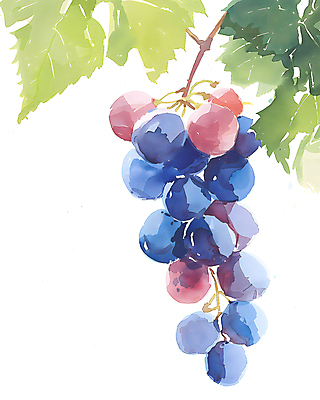 JPG 일러스트 포도 수채화 사람없음 보라색 포도나무 포도잎 국내일러스트 AI일러스트 AI콘텐츠 컬러 잎 과일 과일나무 파일형식