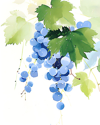 JPG 일러스트 포도 수채화 사람없음 보라색 포도나무 포도잎 국내일러스트 AI일러스트 AI콘텐츠 컬러 잎 과일 과일나무 파일형식