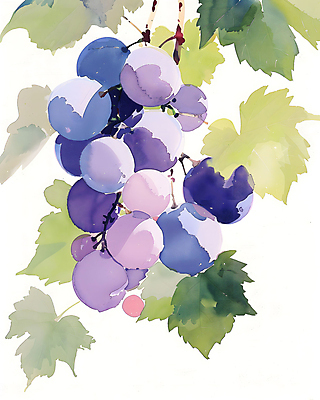 JPG 일러스트 포도 수채화 사람없음 보라색 포도나무 포도잎 국내일러스트 AI일러스트 AI콘텐츠 컬러 잎 과일 과일나무 파일형식