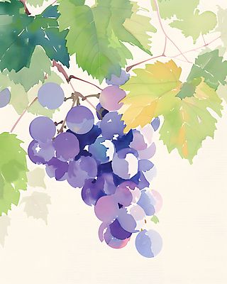 JPG 일러스트 포도 수채화 사람없음 보라색 포도나무 포도잎 국내일러스트 AI일러스트 AI콘텐츠 컬러 잎 과일 과일나무 파일형식