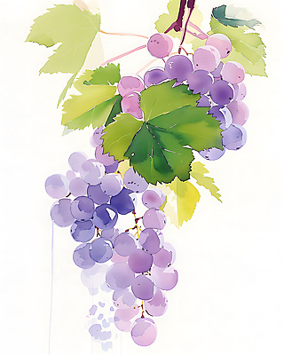 JPG 일러스트 포도 수채화 사람없음 보라색 포도나무 포도잎 국내일러스트 AI일러스트 AI콘텐츠 컬러 잎 과일 과일나무 파일형식