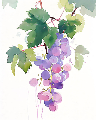JPG 일러스트 포도 수채화 사람없음 보라색 포도나무 포도잎 국내일러스트 AI일러스트 AI콘텐츠 컬러 잎 과일 과일나무 파일형식