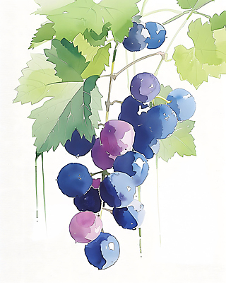 JPG 일러스트 포도 수채화 사람없음 보라색 포도나무 포도잎 국내일러스트 AI일러스트 AI콘텐츠 컬러 잎 과일 과일나무 파일형식