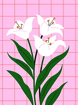 분홍색 일러스트 사람없음 장식 인테리어 흰색 백합 엽서 꾸미기 국내일러스트 AI파일 카드프레임 디자인 꽃 컬러 프레임 편지 파일형식 벡터