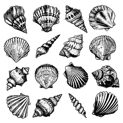 일러스트 조개 어패류 사람없음 세트 다양 조개껍데기 소라 스케치 다슬기 국내일러스트 AI파일 동물 다수 미술 파일형식 벡터